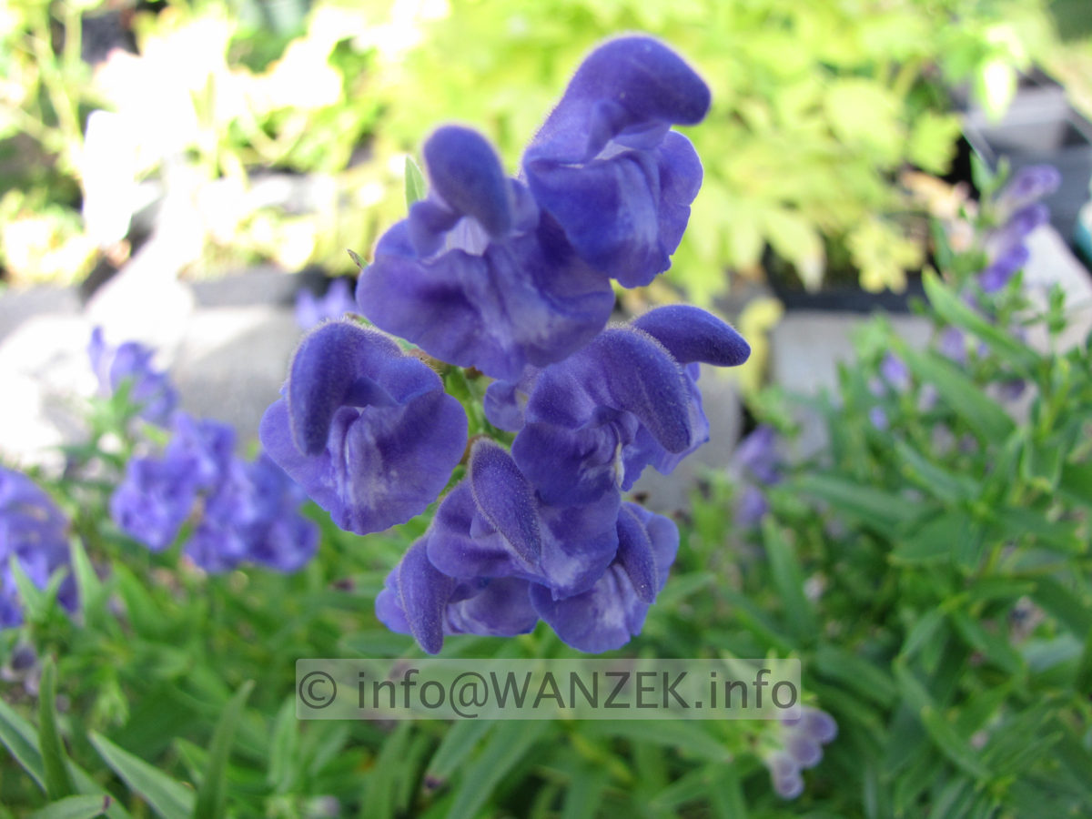 Scutellaria baicalensis.JPG